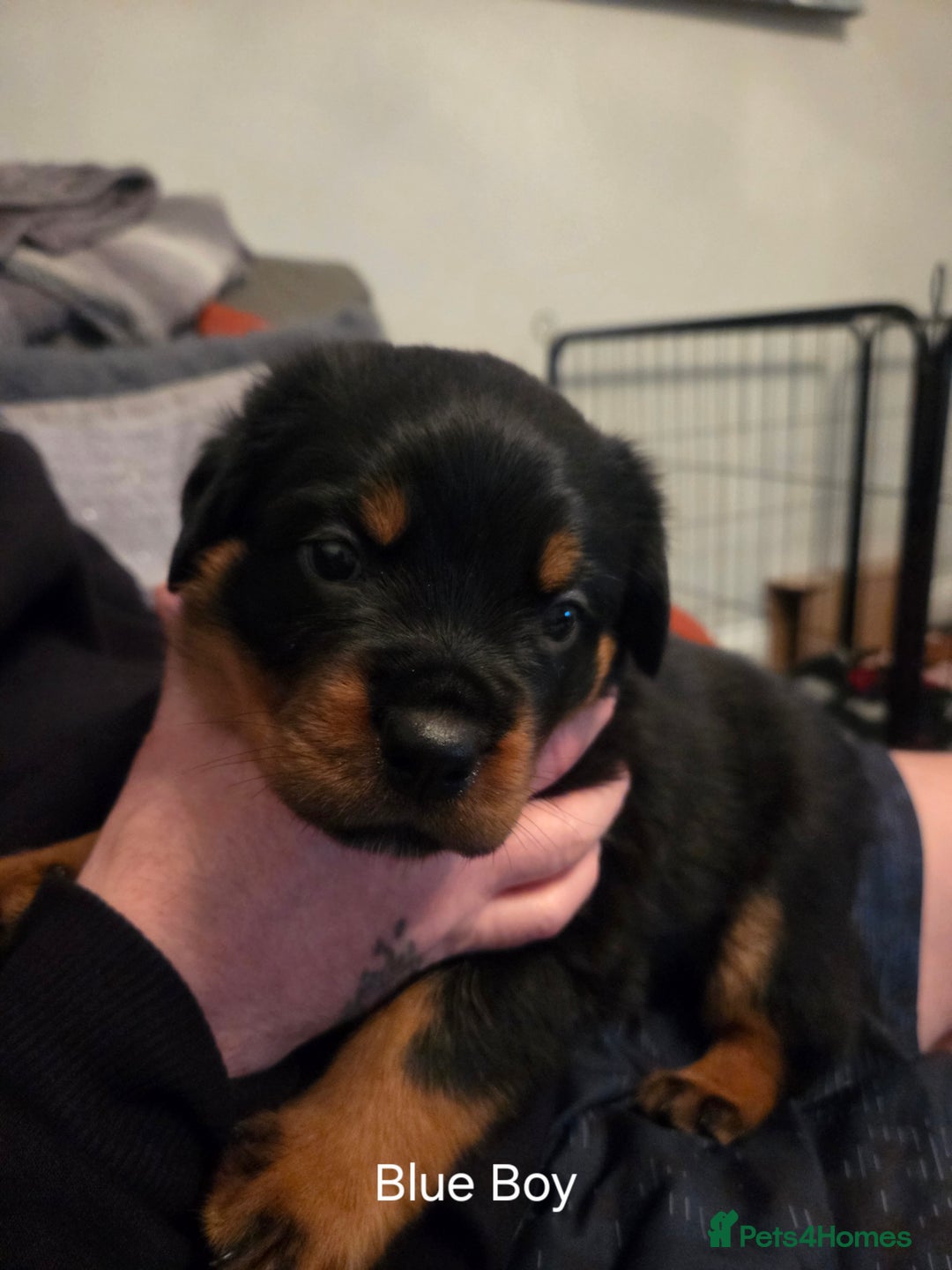 Rottweiler dogs for sale: ***Ready Now*** KC Registered Rottweiler Puppies - Advert 25