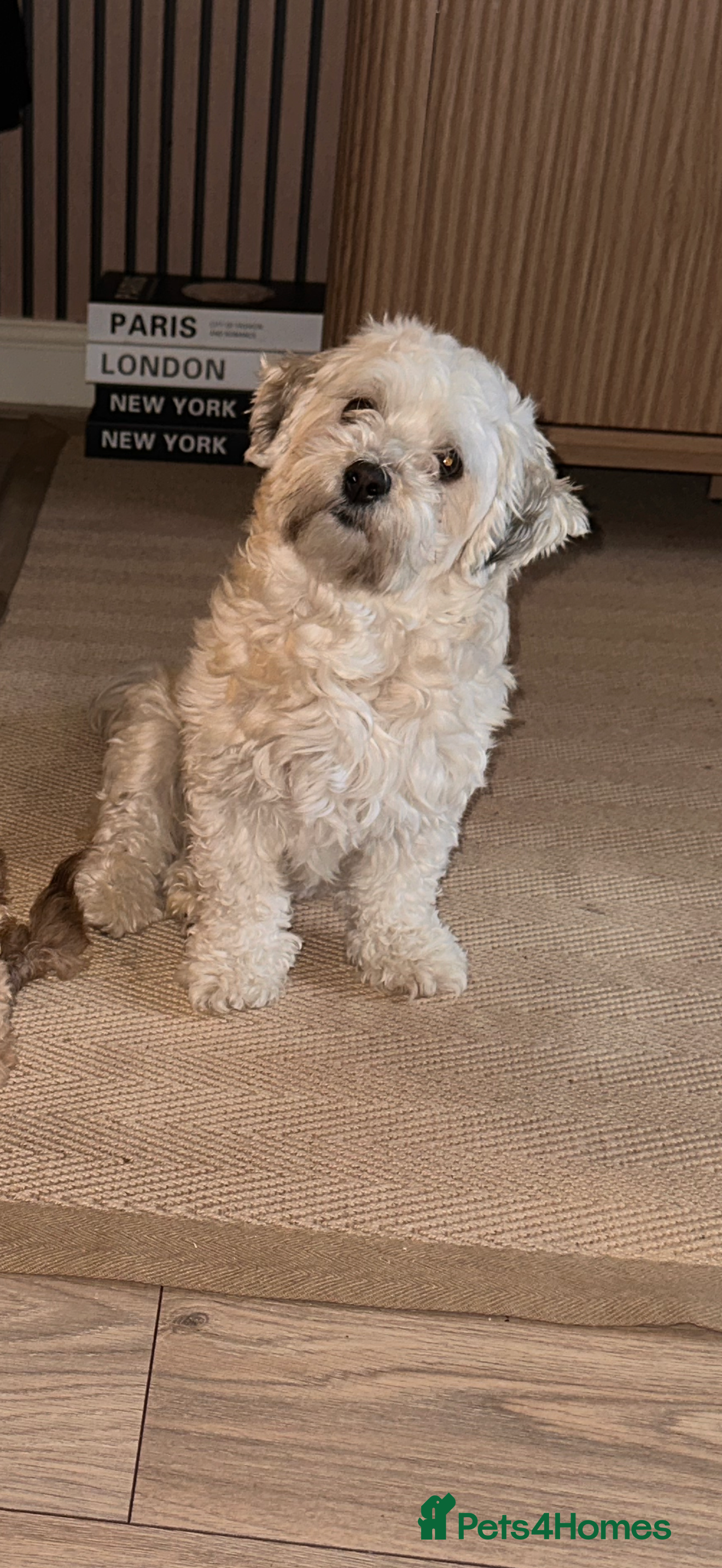 Maltipoo dogs **Beautiful chocolate/apricot Malitpoo pups**  - Advert 1