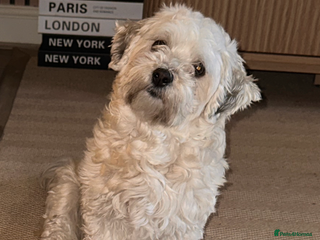 Maltipoo dogs **Beautiful chocolate/apricot Malitpoo pups** - Advert 1