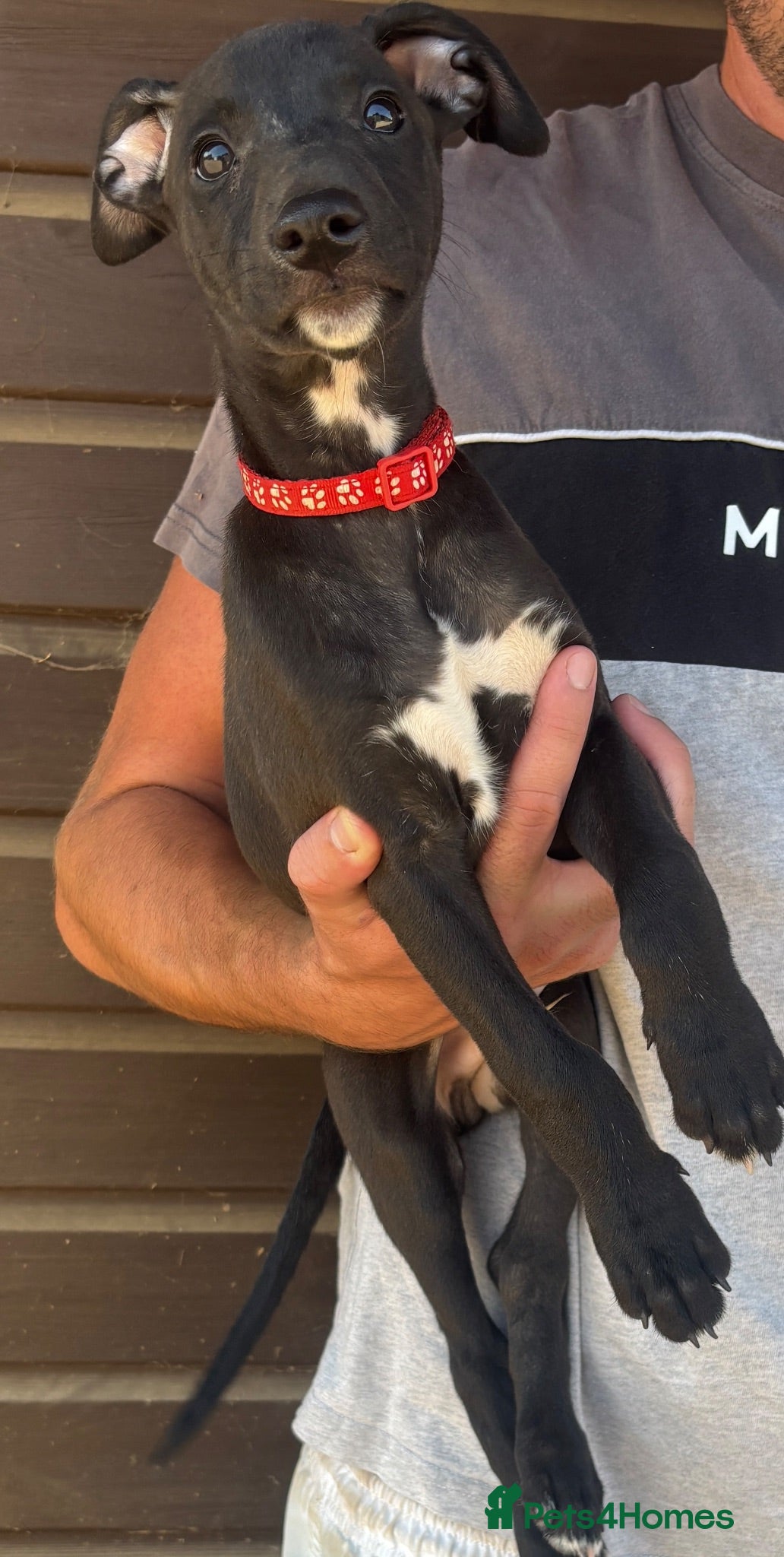 Whippet dogs Quality KC Registered Whippet Puppies - Advert 3