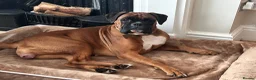 Boxer dogs for sale: Stunning boxer puppies available for forever homes - Advert 1