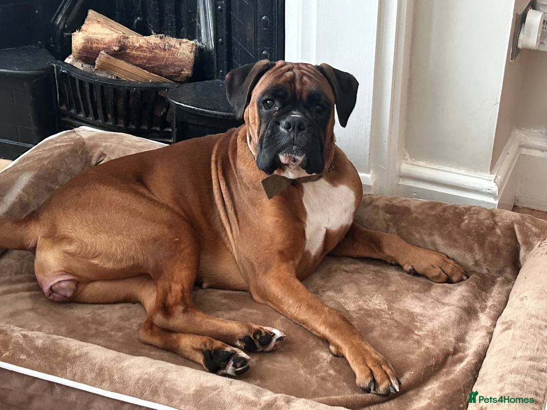Boxer dogs for sale: Stunning boxer puppies available for forever homes - Advert 1