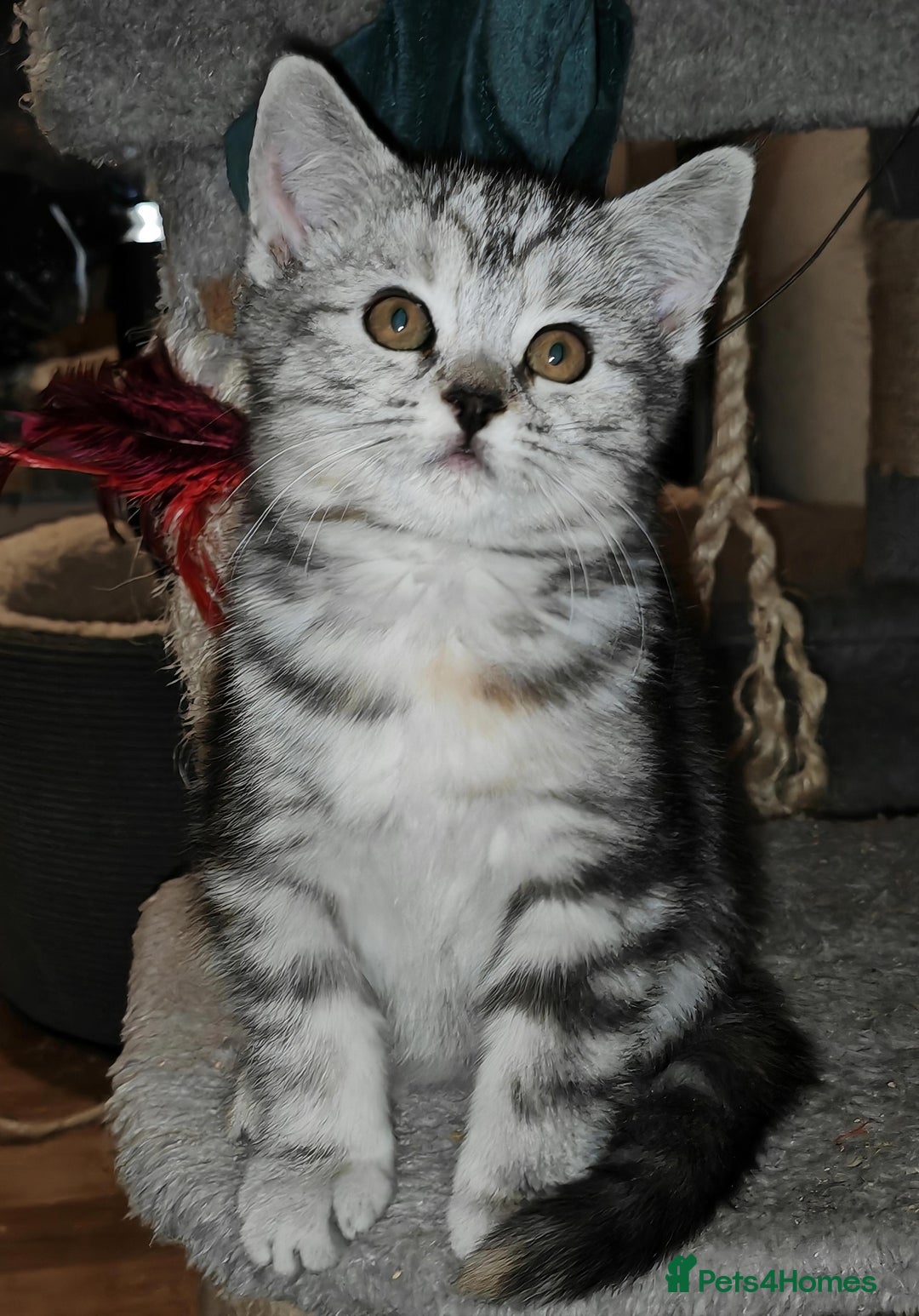 Mixed Breed cats for sale: British Shorthair Mix kittens - Ready Now - Advert 14