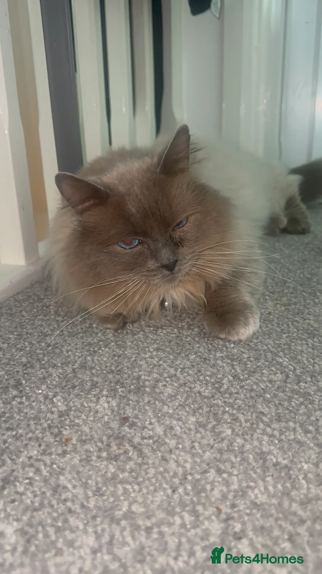 Ragdoll cats for stud: Blue Point Ragdoll STUD - Advert 9