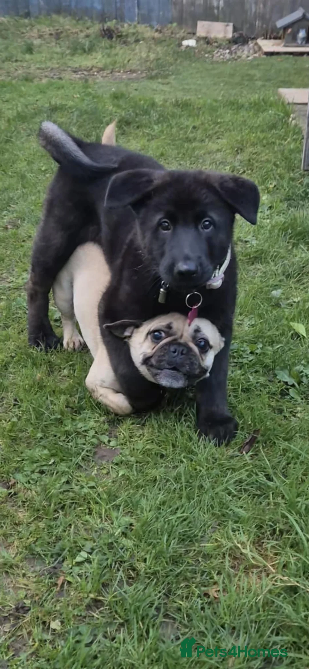 Frug dogs for sale: Frug  - Advert 12