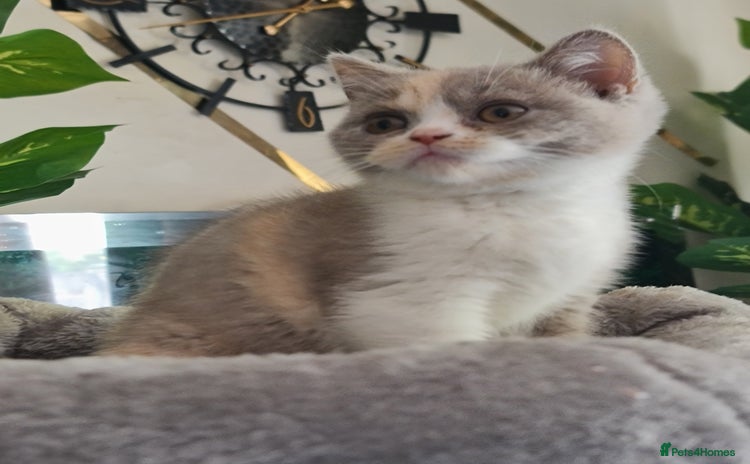 British Shorthair cats in Buxton - Advert 2