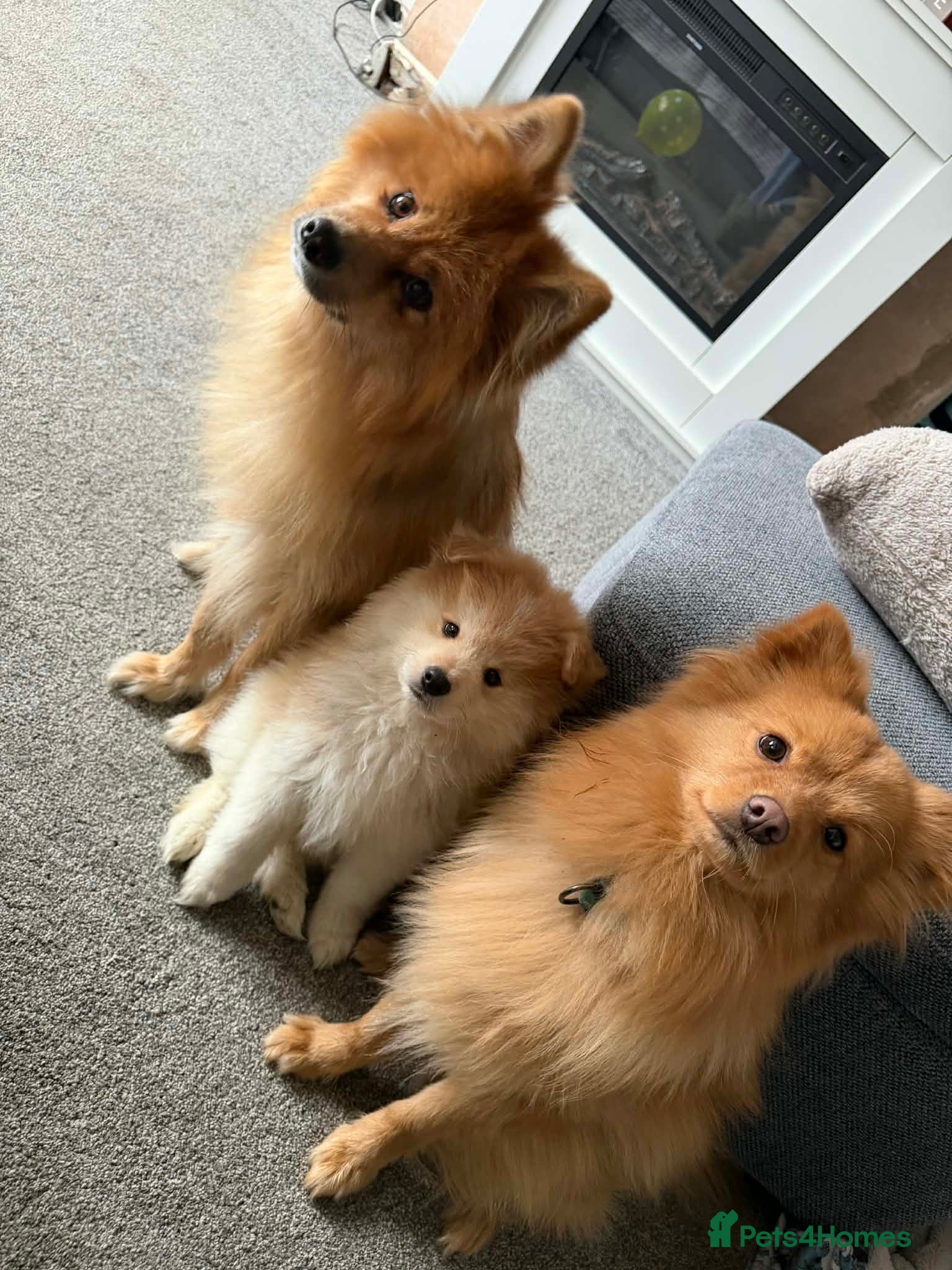 Pomeranian dogs Pomeranian Puppies - Advert 19