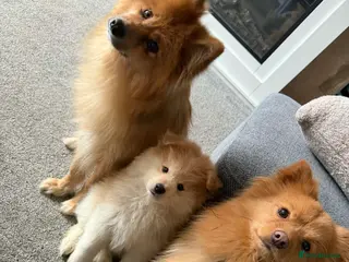 Pomeranian dogs Pomeranian Puppies - Advert 19