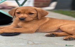 Labrador Retriever dogs for sale: 2 Beautiful female black lab READY TO LEAVE NOW!  in Tidworth - Image 13