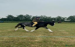 Irish Cob horses for sale: Fantastic first pony - Image 14
