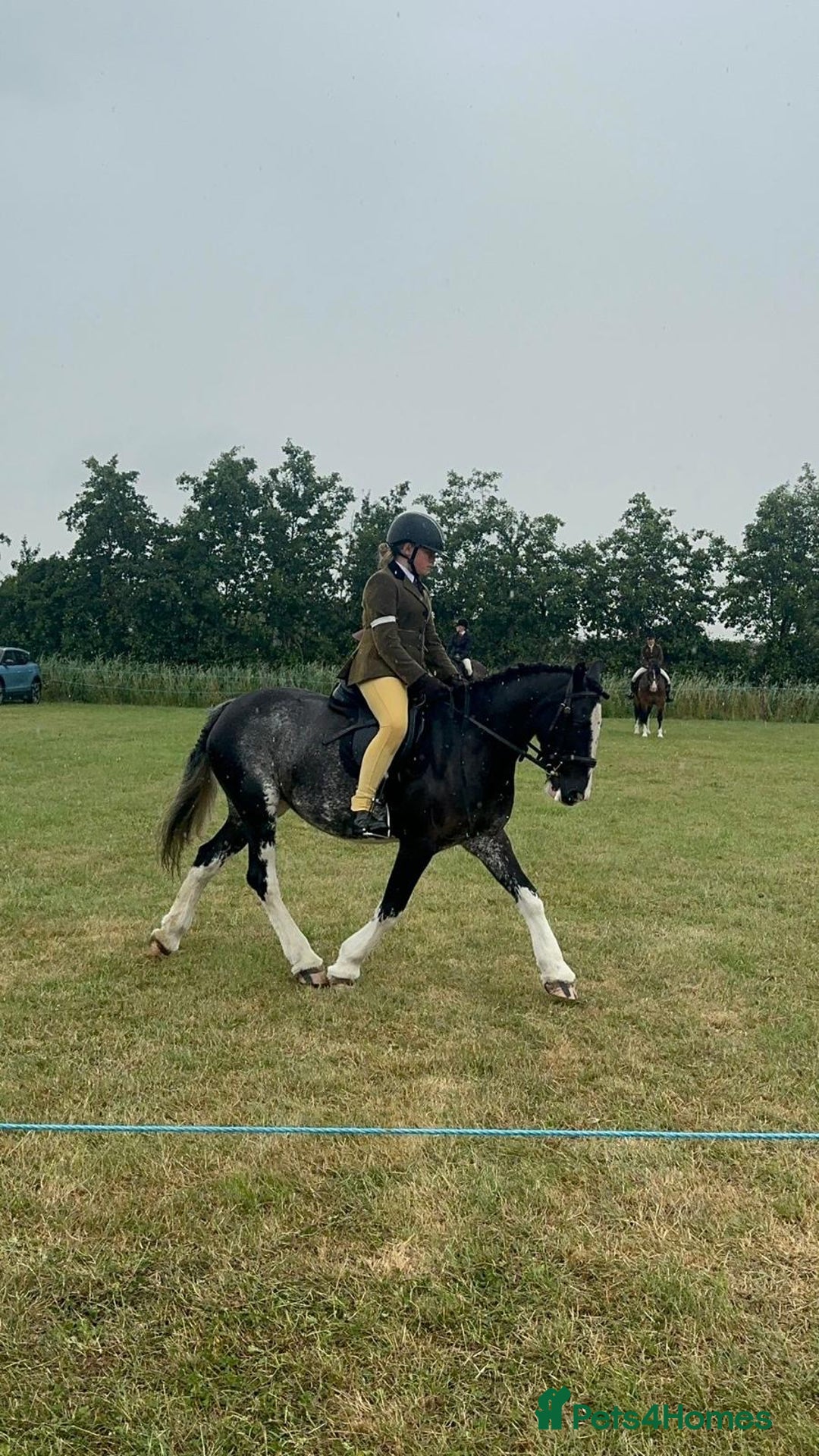 Irish Cob horses for sale: Fantastic first pony - Image 14
