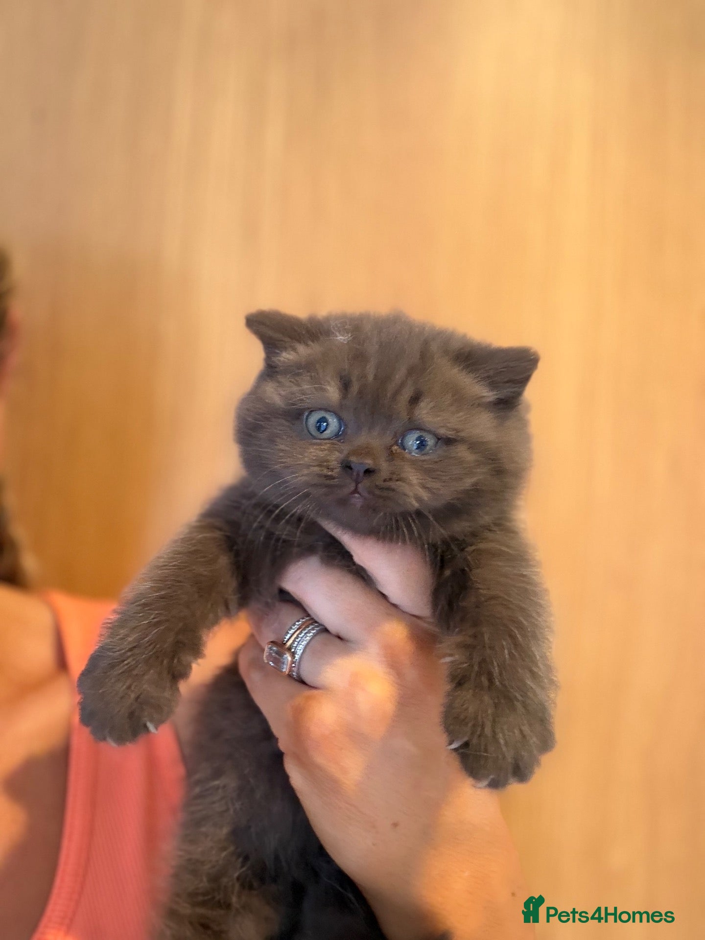 British Shorthair cats Chocolate and Lilac British short hair kittens  - Advert 1