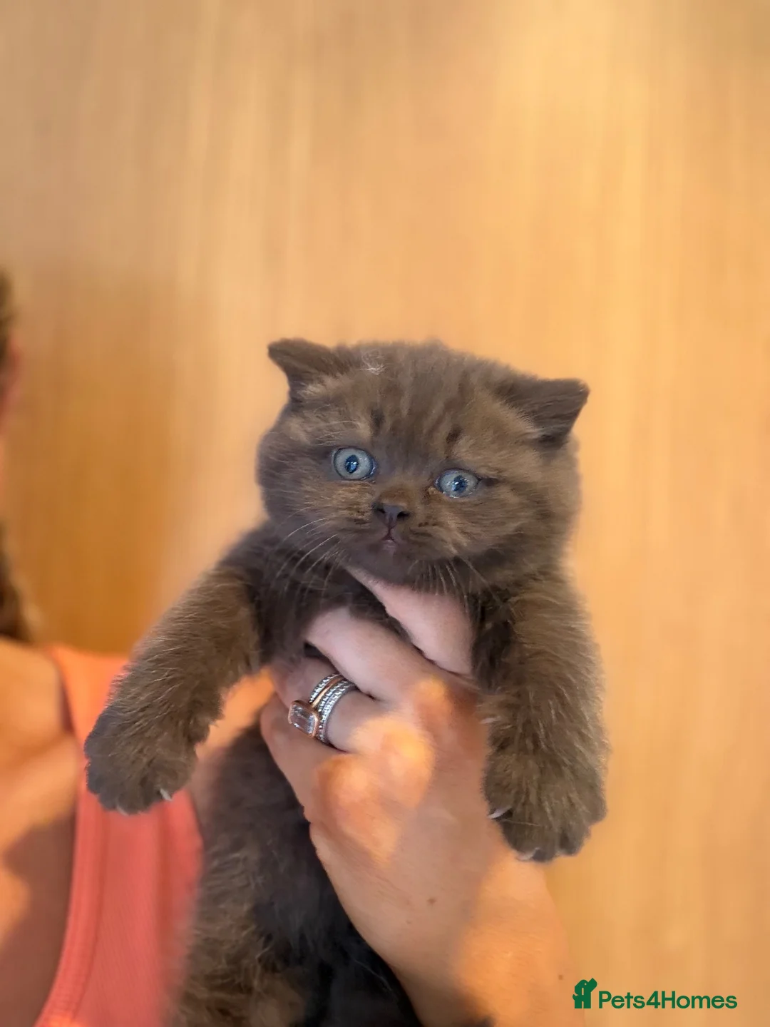 British Shorthair cats for sale: Chocolate and Lilac British short hair kittens  - Advert 1