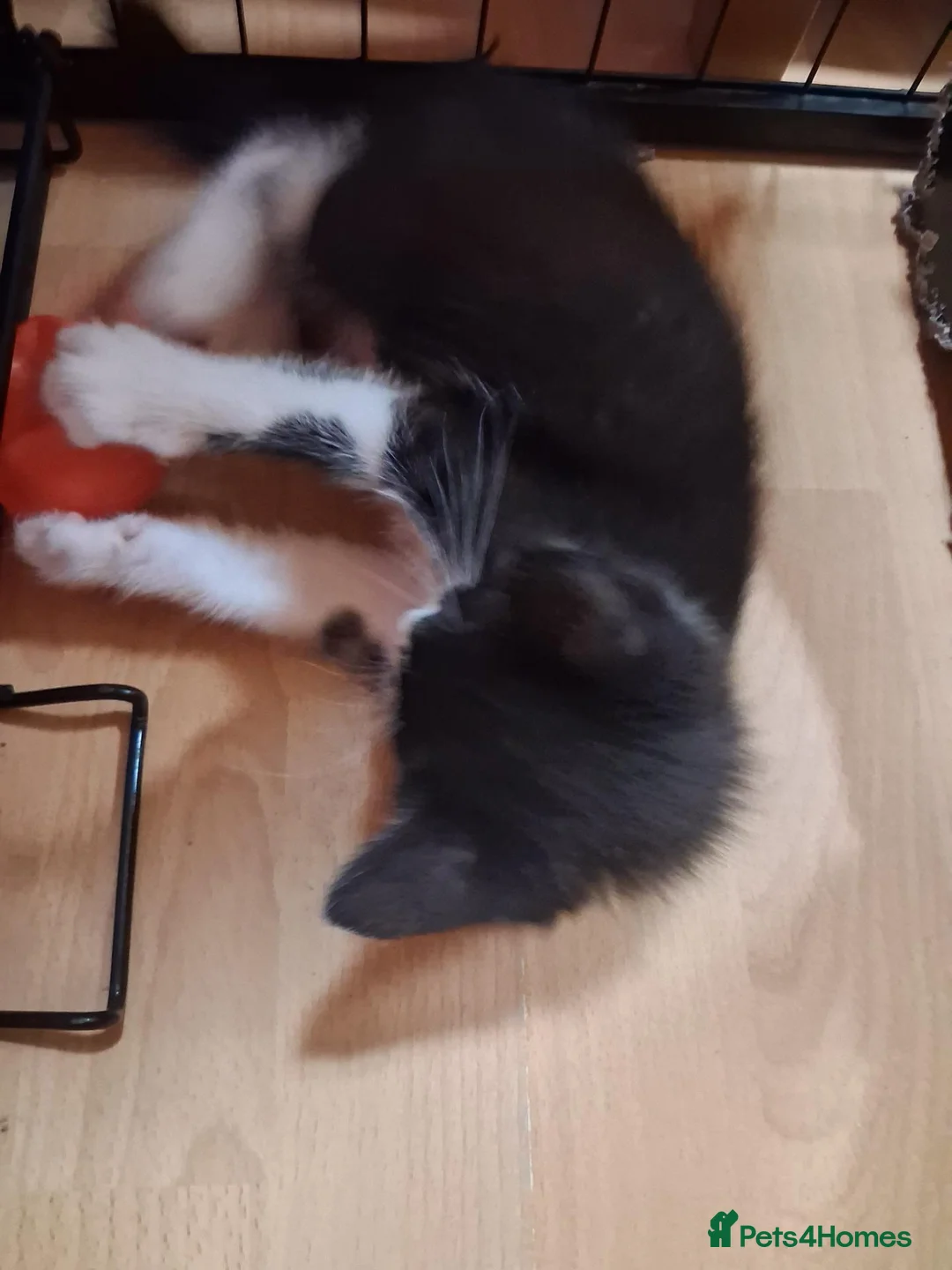 Mixed Breed cats for sale: 1 beautiful ragdoll cross kitten - Advert 2