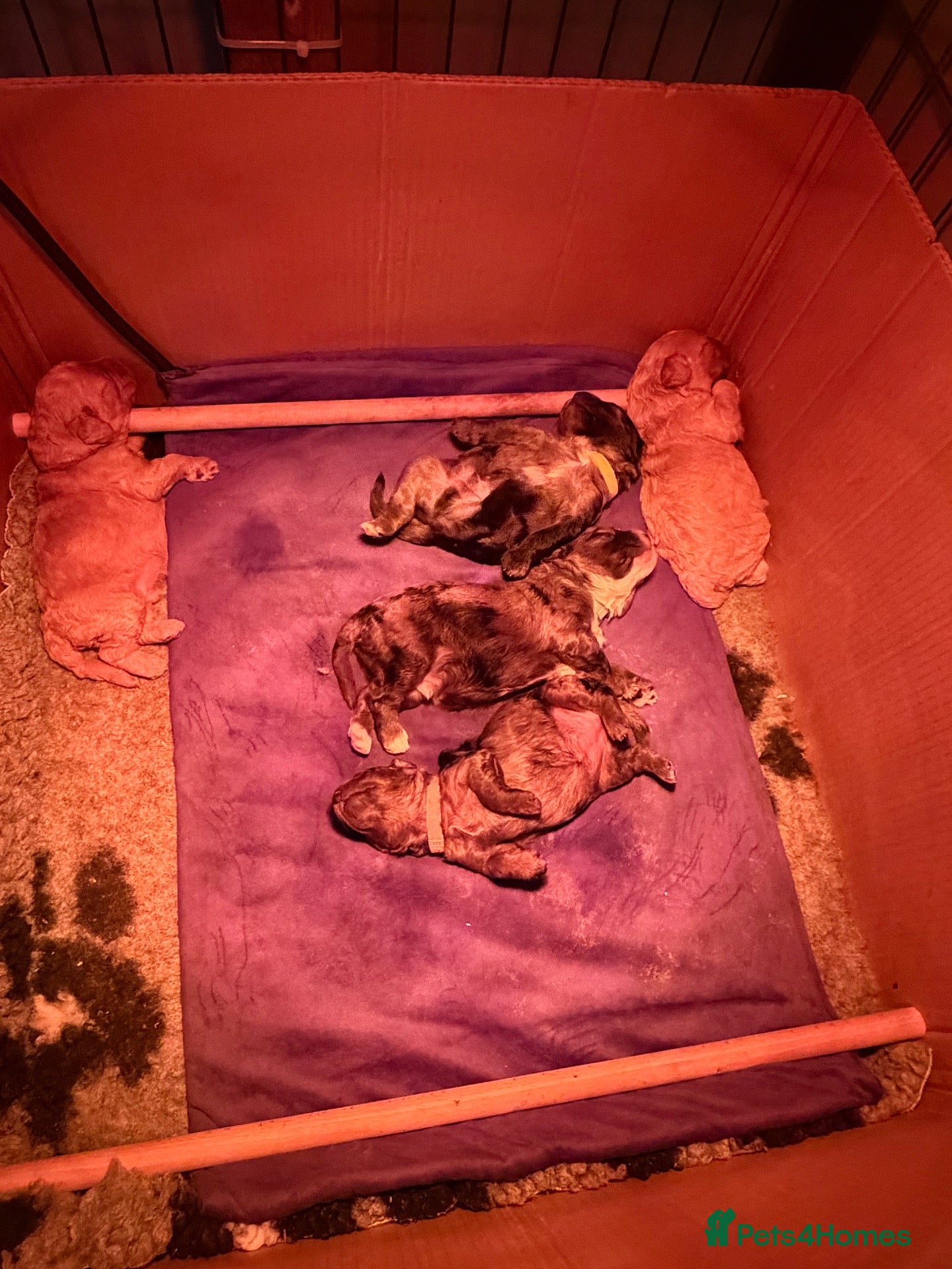 Cockapoo dogs for sale: BEAUTIFUL F1b cockapoo’s  - Advert 2