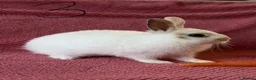 Netherland Dwarf rabbits for sale: 3 Netherland Dwarf Rabbits 🐰 - Advert 7