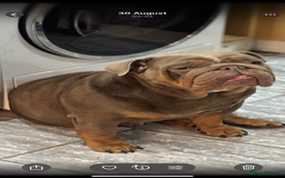 English Bulldog dogs for sale: English bulldog  - Image 1