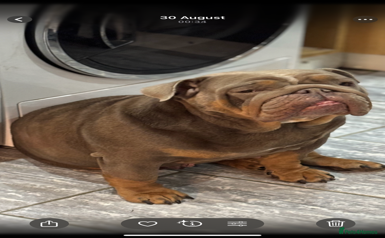 English Bulldog dogs - Advert 2