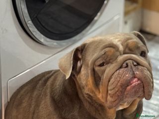 English Bulldog dogs - Advert 4