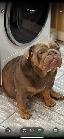English Bulldog dogs - Advert 1