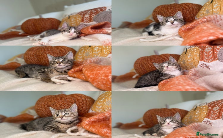 Mixed Breed cats - Advert 7