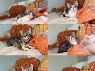 Mixed Breed cats - Advert 25