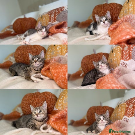 Mixed Breed cats - Advert 7