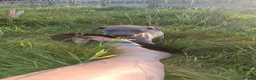 Whippet dogs for sale: 8 stunning puppies  in Okehampton - Advert 14