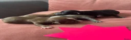 Chihuahua dogs for sale: Chihuahua puppies  - Advert 4