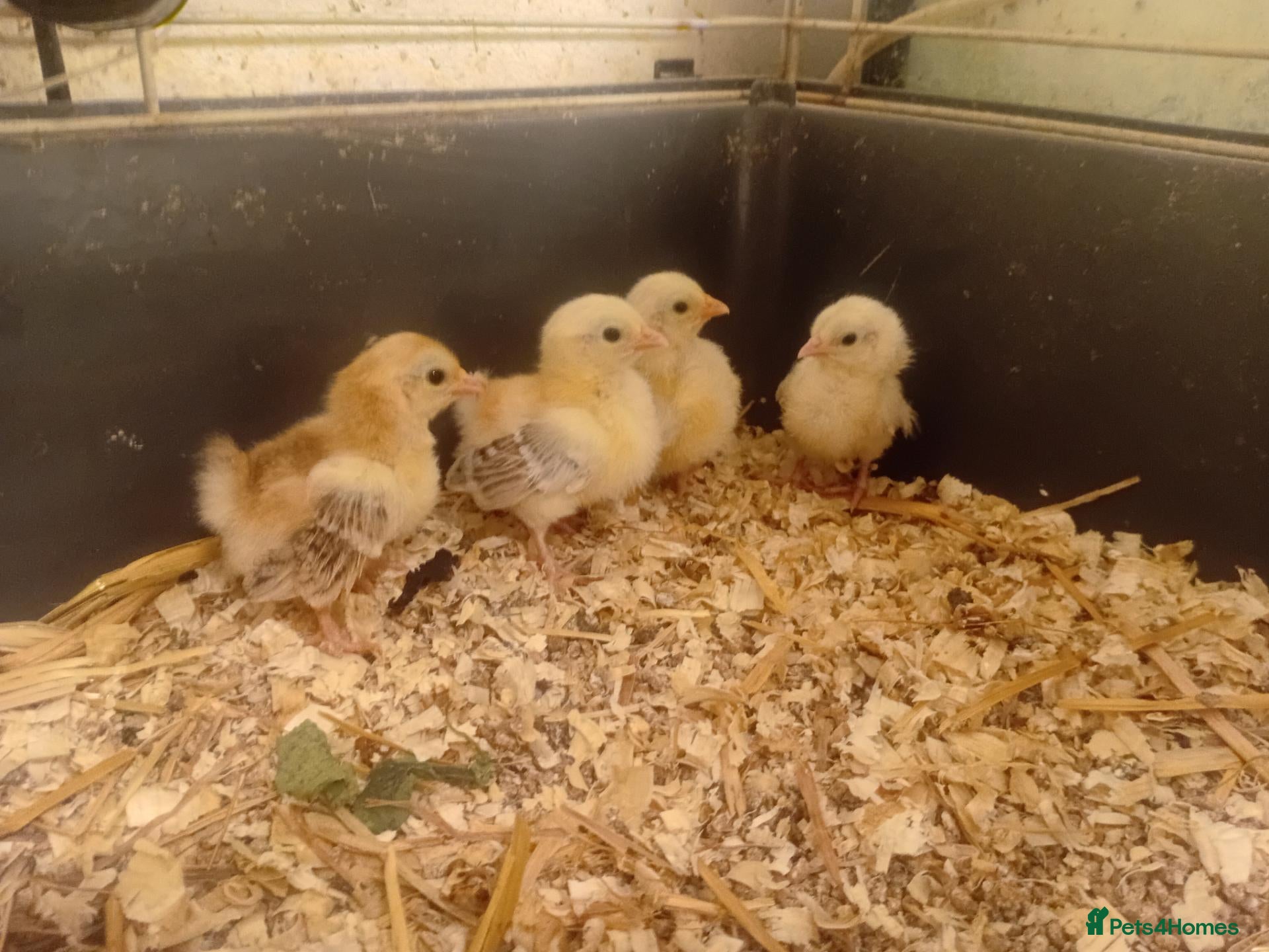 Chickens poultry Serama and black copper maran chicks - Advert 9