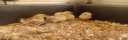 Chickens poultry for sale: Serama and black copper maran chicks - Advert 1