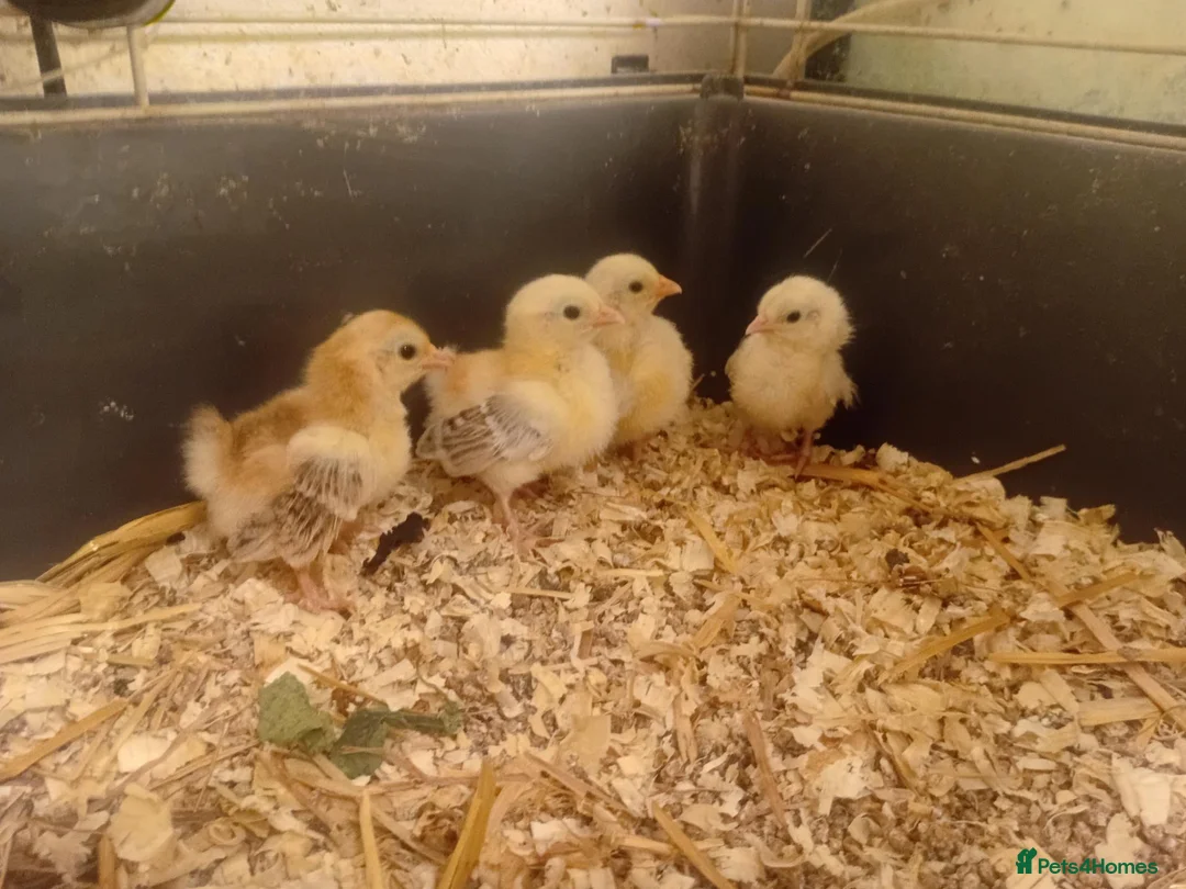 Chickens poultry for sale: Serama and black copper maran chicks - Advert 1