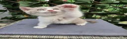 British Shorthair cats for sale: Olny 1 boy left ready now  - Advert 8