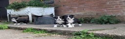 Border Collie dogs for sale: Border Collie Puppies for sale - Advert 5