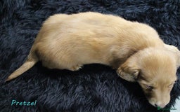 Miniature Dachshund dogs for sale: KC PRA Clear Mini Longhair Daxies – Dapple - Advert 17