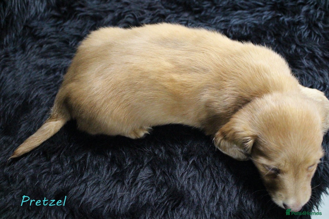 Miniature Dachshund dogs for sale: KC PRA Clear Mini Longhair Daxies – Dapple - Advert 17
