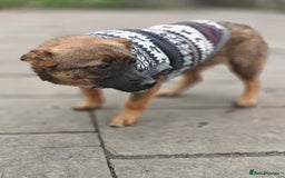 Mixed Breed dogs for adoption: 💖🐶 KNOPA 🐶💖 - Image 3