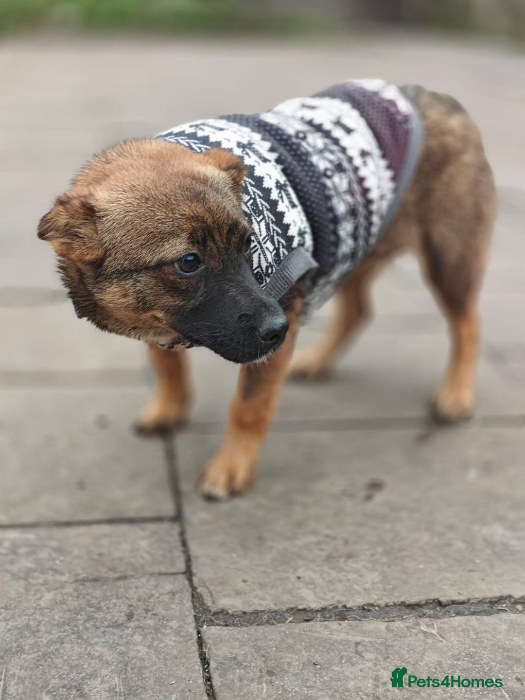 Mixed Breed dogs for adoption: 💖🐶 KNOPA 🐶💖 - Image 3