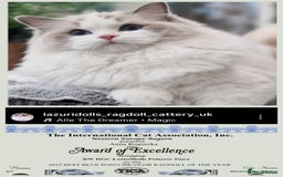 Ragdoll cats for sale: 🩷✨️WAITING LIST ExclusiveKittens💖 TICA🏆cattery - Advert 14