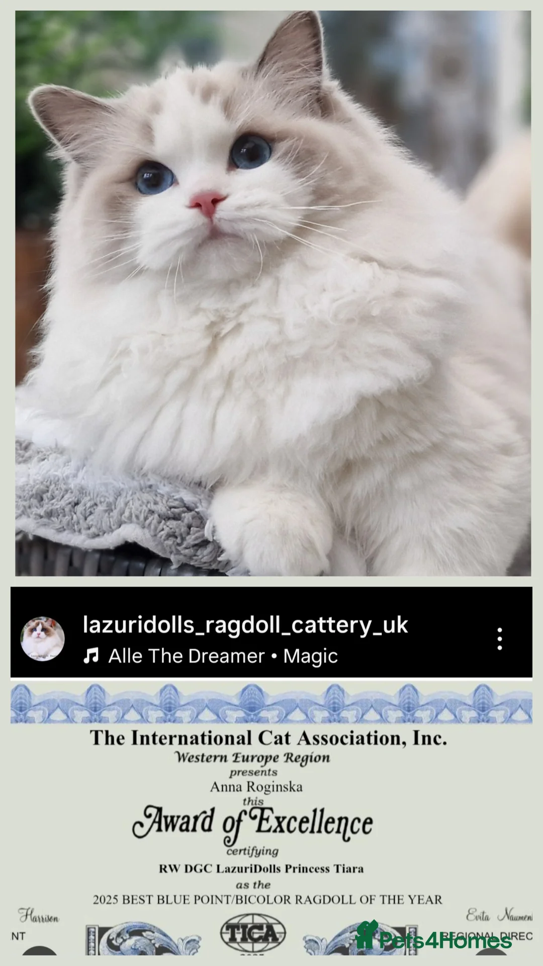 Ragdoll cats for sale: 🎀✨️Exclusive top quality kittens🎀 from🏆lines✨️ - Advert 17