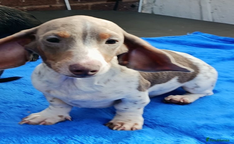 Miniature Dachshund dogs - Advert 1