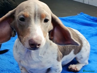 Miniature Dachshund dogs - Advert 20