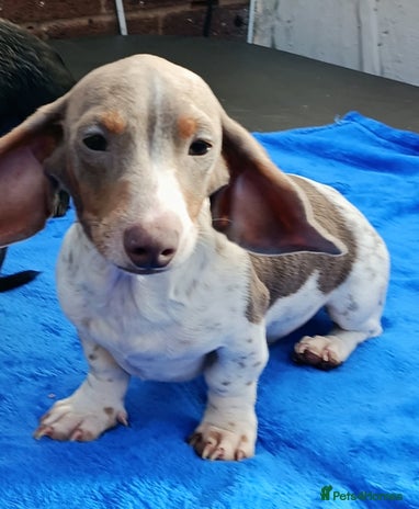 Miniature Dachshund dogs - Advert 16