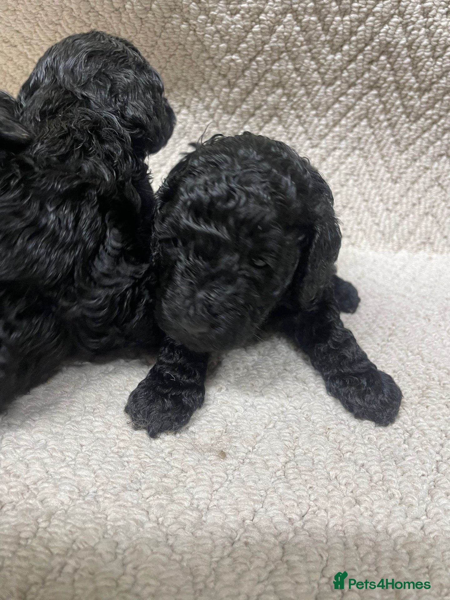 Miniature Poodle dogs Miniature poodle - Advert 4