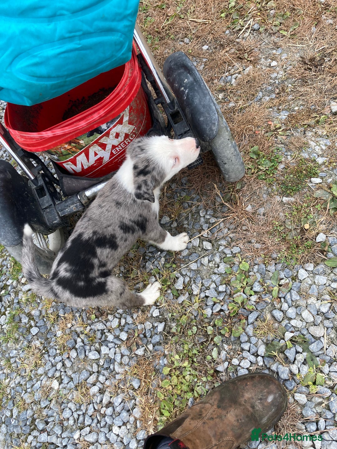 Border Collie dogs for sale: Blue Merle collies  - Image 4