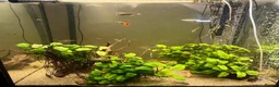 Corys fish for sale: 4-Year Established 120L Community Aquarium - Advert 9