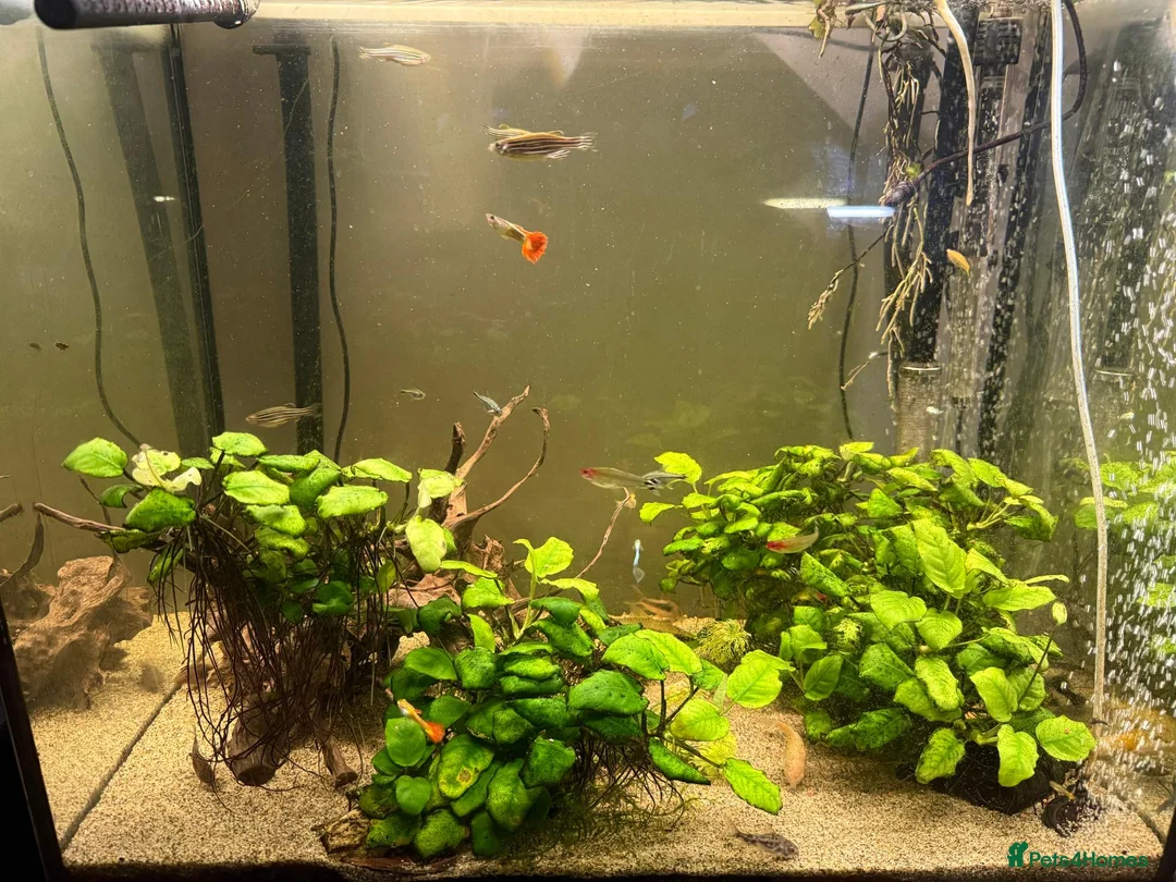 Corys fish for sale: 4-Year Established 120L Community Aquarium - Advert 9