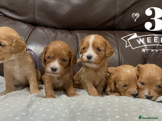 Cavapoo dogs Gorgeous F1 Cavapoo puppies. Health tested parents - Advert 3
