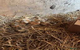 Chickens poultry for sale: Unsexed silkie chicks - Image 1