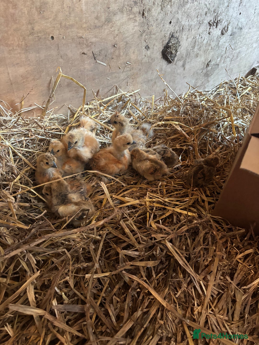Chickens poultry for sale: Unsexed silkie chicks - Image 1